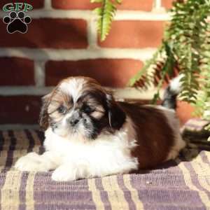 Lacey, Shih Tzu Puppy